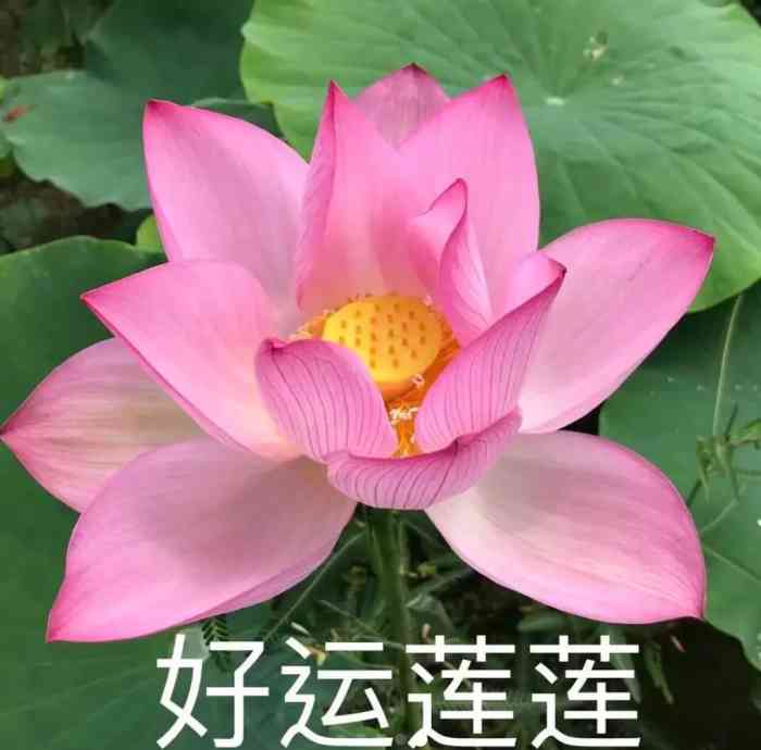 qq刷赞腾飞